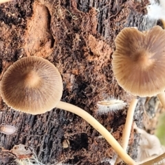 Mycena sp. at Wombeyan Caves, NSW - 31 May 2023