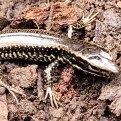 Eulamprus heatwolei (Yellow-bellied Water Skink) at Wombeyan Caves, NSW - 31 May 2023 by trevorpreston