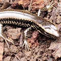 Eulamprus heatwolei at Wombeyan Caves, NSW - 31 May 2023