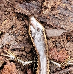 Eulamprus heatwolei at Wombeyan Caves, NSW - 31 May 2023