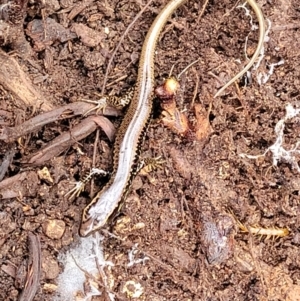 Eulamprus heatwolei at Wombeyan Caves, NSW - 31 May 2023