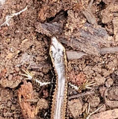 Eulamprus heatwolei at Wombeyan Caves, NSW - 31 May 2023