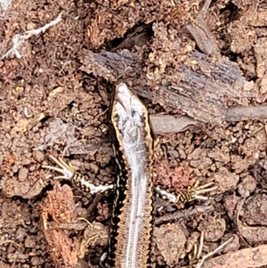 Eulamprus heatwolei at Wombeyan Caves, NSW - 31 May 2023