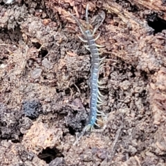 Scolopendra sp. (genus) (Centipede) at Mares Forest National Park - 31 May 2023 by trevorpreston