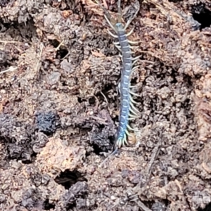 Scolopendra sp. (genus) at Wombeyan Caves, NSW - 31 May 2023