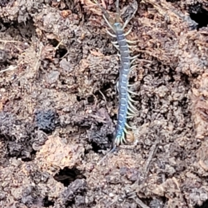 Scolopendra sp. (genus) at Wombeyan Caves, NSW - 31 May 2023 12:12 PM