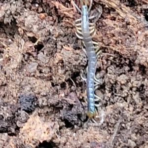 Scolopendra sp. (genus) at Wombeyan Caves, NSW - 31 May 2023
