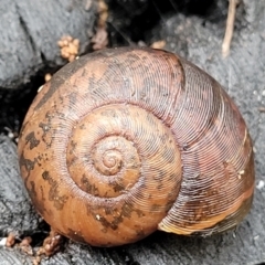 Austrorhytida capillacea (Common Southern Carnivorous Snail) at Mares Forest National Park - 31 May 2023 by trevorpreston