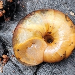 Austrorhytida capillacea at Wombeyan Caves, NSW - 31 May 2023