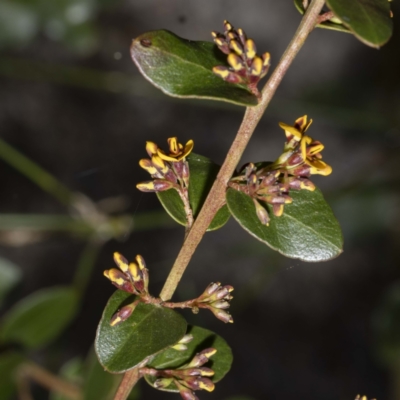 Daviesia buxifolia (Box-leaf Bitter-pea) at Yambulla, NSW - 25 Sep 2022 by Steve63