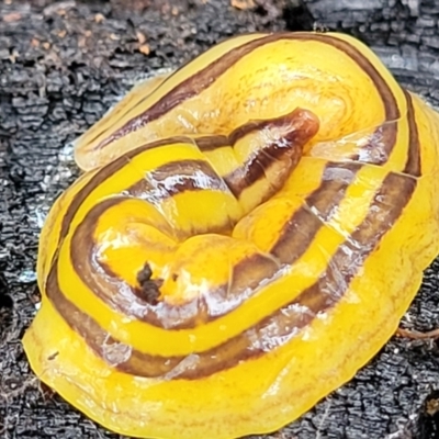 Artioposthia howitti (Howitt's planarian) at Mares Forest National Park - 31 May 2023 by trevorpreston