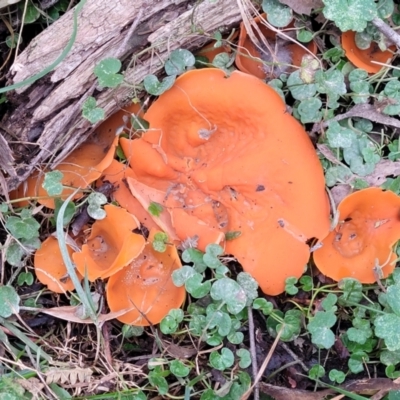 Aleuria sp. (An Orange peel fungus) at Mares Forest National Park - 31 May 2023 by trevorpreston