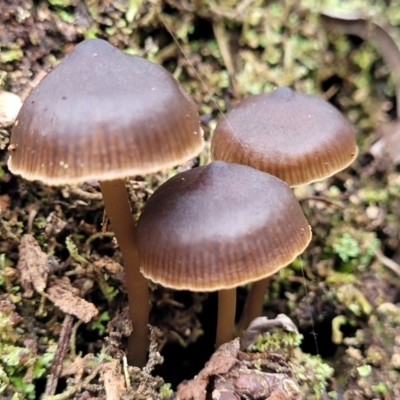 Mycena sp. (Mycena) at Mares Forest National Park - 31 May 2023 by trevorpreston