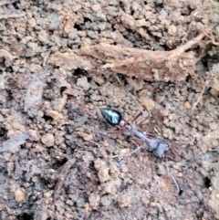 Myrmecia sp. (genus) (Bull ant or Jack Jumper) at Mares Forest National Park - 31 May 2023 by trevorpreston