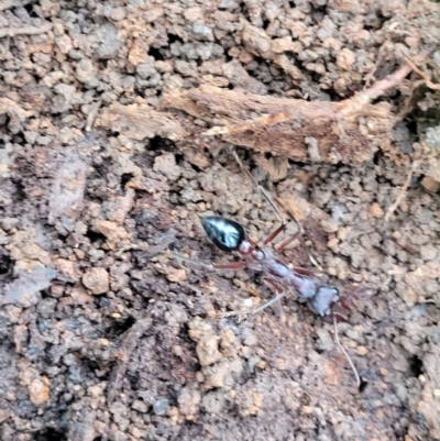 Myrmecia sp. (genus) (Bull ant or Jack Jumper) at Mares Forest National Park - 31 May 2023 by trevorpreston