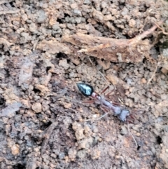 Myrmecia sp. (genus) (Bull ant or Jack Jumper) at Wombeyan Caves, NSW - 31 May 2023 by trevorpreston