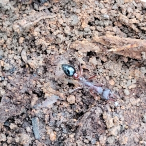 Myrmecia sp. (genus) at Wombeyan Caves, NSW - 31 May 2023