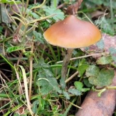 Psilocybe sp. (Psilocybe) at Mares Forest National Park - 31 May 2023 by trevorpreston