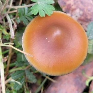 Psilocybe sp. at suppressed - suppressed