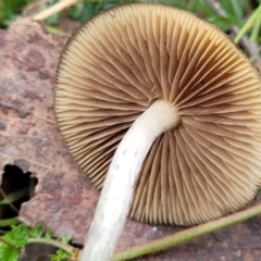 Psilocybe sp. at suppressed - 31 May 2023