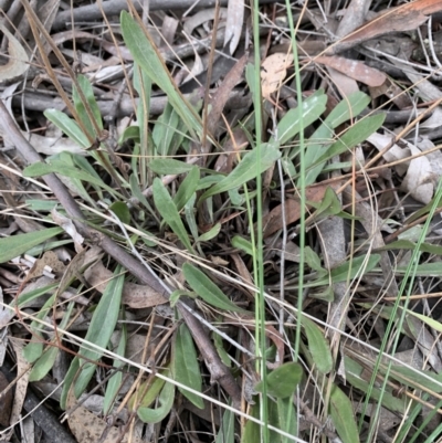 Unidentified Other Wildflower or Herb at Yass River, NSW - 31 May 2023 by JT1997