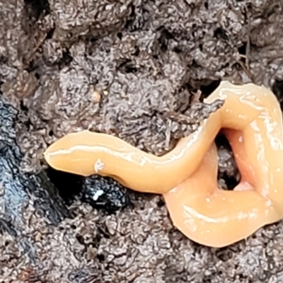 Australoplana alba (A flatworm) at Wombeyan Caves, NSW - 31 May 2023 by trevorpreston