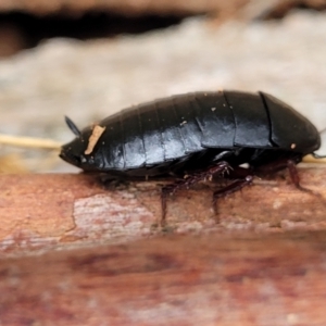 Platyzosteria sp. (genus) at Wombeyan Caves, NSW - 31 May 2023