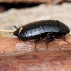 Platyzosteria sp. (genus) (Litter runner cockroach) at Wombeyan Caves, NSW - 31 May 2023 by trevorpreston