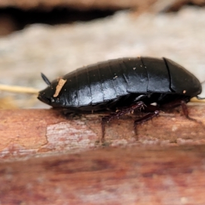 Platyzosteria sp. (genus) (Litter runner cockroach) at Wombeyan Caves, NSW - 31 May 2023 by trevorpreston