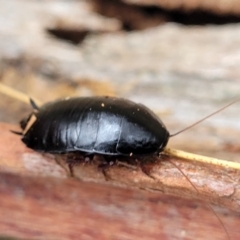 Platyzosteria sp. (genus) at Wombeyan Caves, NSW - 31 May 2023