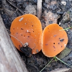 Aleuria sp. (genus) (An Orange peel fungus) at Wombeyan Caves, NSW - 31 May 2023 by trevorpreston