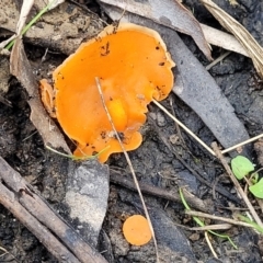 Aleuria sp. (genus) at Wombeyan Caves, NSW - 31 May 2023