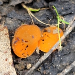 Aleuria sp. (genus) at Wombeyan Caves, NSW - 31 May 2023