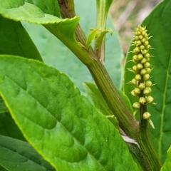 Phytolacca octandra (Inkweed) at Wombeyan Caves, NSW - 31 May 2023 by trevorpreston