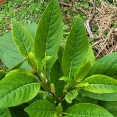 Phytolacca octandra at Wombeyan Caves, NSW - 31 May 2023