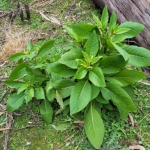 Phytolacca octandra at Wombeyan Caves, NSW - 31 May 2023