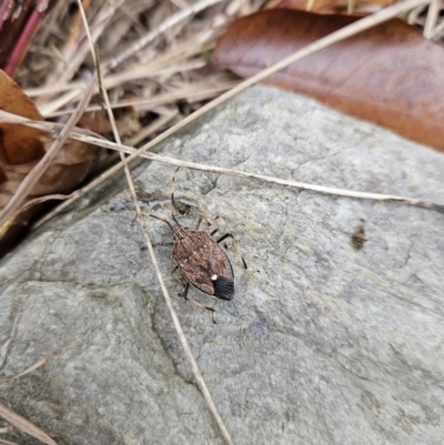 Poecilometis strigatus (Gum Tree Shield Bug) at Kambah, ACT - 31 May 2023 by MatthewFrawley