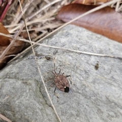 Poecilometis strigatus at Kambah, ACT - 31 May 2023