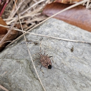 Poecilometis strigatus at Kambah, ACT - 31 May 2023 01:33 PM