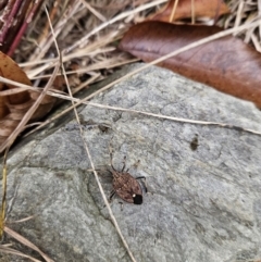 Poecilometis strigatus at Kambah, ACT - 31 May 2023