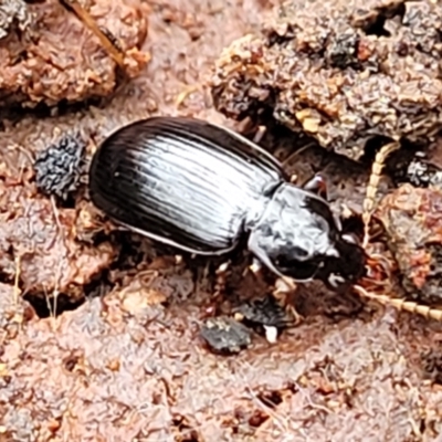 Carabidae sp. (family) (A ground beetle) at Wombeyan Caves, NSW - 31 May 2023 by trevorpreston