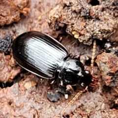 Carabidae sp. (family) at Wombeyan Caves, NSW - 31 May 2023