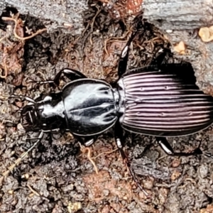 Notonomus sp. (genus) at Wombeyan Caves, NSW - 31 May 2023