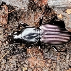 Notonomus sp. (genus) (Carab beetle) at Wombeyan Caves, NSW - 31 May 2023 by trevorpreston
