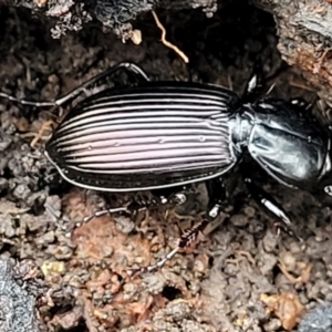 Notonomus sp. (genus) at Wombeyan Caves, NSW - 31 May 2023