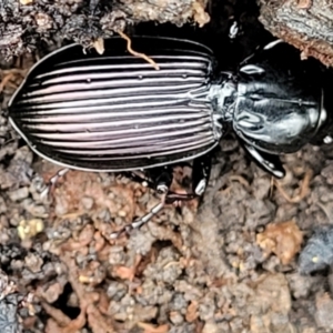 Notonomus sp. (genus) at Wombeyan Caves, NSW - 31 May 2023