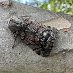 Stibaroma (genus) (A Line moth) at Ainslie, ACT - 15 Apr 2023 by Pirom