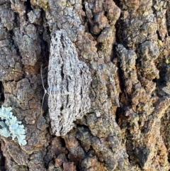 Scioglyptis chionomera (Grey Patch Bark Moth) at Campbell, ACT - 9 Mar 2023 by Pirom