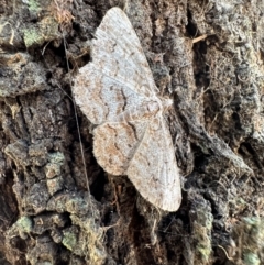 Didymoctenia exsuperata (Thick-lined Bark Moth) at Mount Majura - 5 Mar 2023 by Pirom