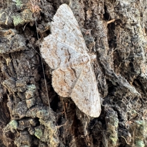 Didymoctenia exsuperata at Hackett, ACT - 5 Mar 2023 02:23 PM